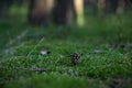 Cone on the Pine Forest Moss. Blurry Background. Royalty Free Stock Photo