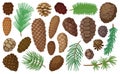 Cone pine isolated cartoon set icon. Vector illustration spruce pinecone on white background. Vector cartoon set icon Royalty Free Stock Photo