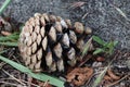 cone of a pine Royalty Free Stock Photo