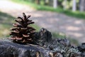 Cone pine, strobilus on the stone