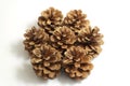 Pine cones on the white backround