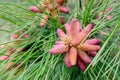 Cone of Red or Norway Pine in spring - Pinus resinosa.