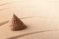 Cone sea shell on sandy beach Royalty Free Stock Photo