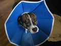 Cone of Shame Royalty Free Stock Photo