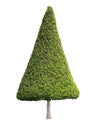 Cone shape trimmed topiary tree isolated on white background for formal and artistic design garden Royalty Free Stock Photo