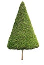 Cone shape trimmed topiary tree isolated on white background for formal and artistic design garden