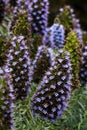 Cone Shaped Blue And Purple Flowers Monterey California