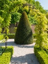 Cone shaped buxus tree