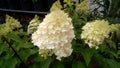 Hydrangea paniculata `Silver Dollar` Royalty Free Stock Photo
