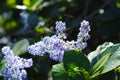 Cone shaped lavender color flowers in the garden surrounded by lush green leaves and branches Royalty Free Stock Photo