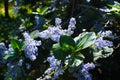 Cone shaped soft lavender colored purple flowers in the garden with lush green leaves Royalty Free Stock Photo