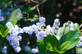 Cone shaped soft lavender colored purple flowers in the garden with lush green leaves Royalty Free Stock Photo