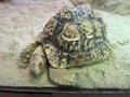 Cone shell tortoise Royalty Free Stock Photo