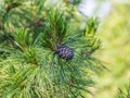 Cone of Siberian cedar pine or Siberian cedar, Pinus sibirica on a branch. Siberian pine cone and needles like leaves Royalty Free Stock Photo