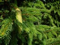 Cone on a Spruce