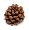 Cone of Stone pine, Pinus Pinea Royalty Free Stock Photo