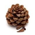 Cone of Stone pine, Pinus Pinea Royalty Free Stock Photo