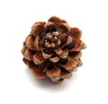 Cone of Stone pine, Pinus Pinea Royalty Free Stock Photo