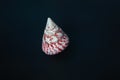 Cone Top shell - Seashell Royalty Free Stock Photo