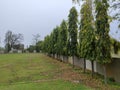 Cone trees of Ashoka and green meadows