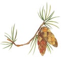 2530 cone, watercolor illustration, spruce branch with cones, isolate on a white background, for different breath and design of le Royalty Free Stock Photo