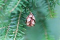 Cone of a western hemlock Tsuga heterophylla