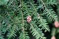 Cone of a western hemlock Tsuga heterophylla