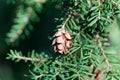 Cone of a western hemlock Tsuga heterophylla