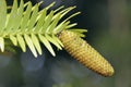 Wollemi Pine Cone