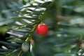 Cone of a Yew Royalty Free Stock Photo