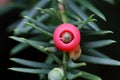 Cone of a Yew Royalty Free Stock Photo