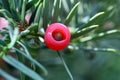 Cone of a Yew Royalty Free Stock Photo