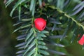 Cone of a Yew Royalty Free Stock Photo