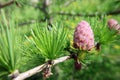 Cone young red on a branch of larch in the summer in the forest as a background Royalty Free Stock Photo