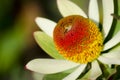 Conebush Protea Royalty Free Stock Photo