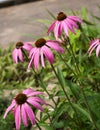 Coneflower