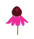 coneflower