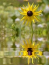 Coneflower above water with reflection