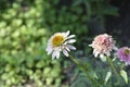 Coneflower Butterfly Kisses Royalty Free Stock Photo