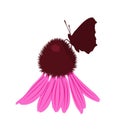 coneflower and butterfly