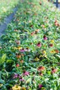 Coneflower colorful single echinacea perrenial plants Royalty Free Stock Photo