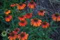 Coneflower echinacea in bloom red and orange flowers in a garden Royalty Free Stock Photo