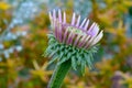 Coneflower Echinacea Bud 01 Royalty Free Stock Photo