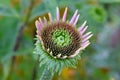 Coneflower Echinacea Bud 02 Royalty Free Stock Photo