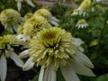 The Coneflower Echinacea purpurea \'Coconut lime\' flowering with white, fully double pompon-like flowers