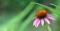 Coneflower. Echinacea purpurea flower in the garden. Royalty Free Stock Photo