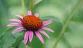 Coneflower. Echinacea purpurea flower in the garden. Royalty Free Stock Photo