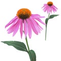 Coneflower - Echinacea purpurea