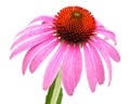 Coneflower Echinacea purpurea Single blossom with petals backward freely placed, close Royalty Free Stock Photo