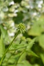 Coneflower Green Envy Royalty Free Stock Photo